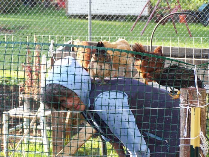 How To Raise Chickens In An Urban Environment - Dengarden