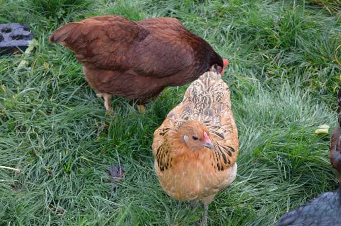 How to Raise Chickens in an Urban Environment - Dengarden