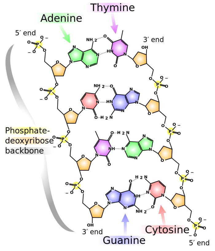 A section of a DNA molecule; each nucleotide is composed of a phosphate, a sugar called deoxyribose, and a nitrogenous base (adenine, thymine, cytosine, or guanine)