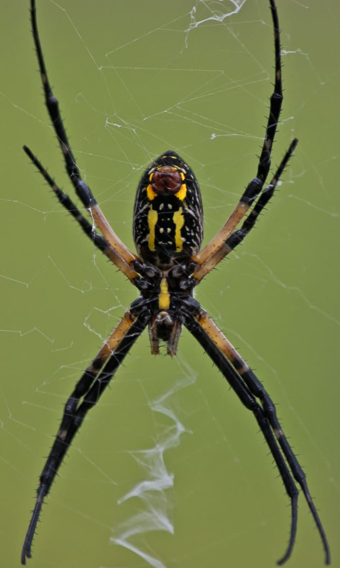 6 Biggest Spiders In Florida Owlcation