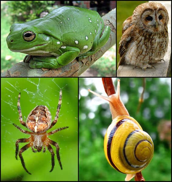 Animal life has evolved an enormous array of different forms.