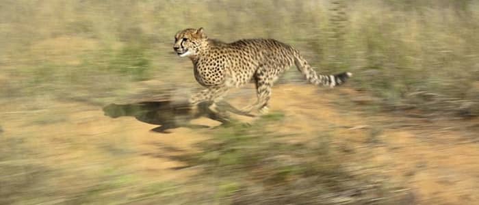 Self-motivated movement is another of the key characteristics of life. This cheetah has evolved to reach speeds of up to 60 miles per hour in order to catch its prey.