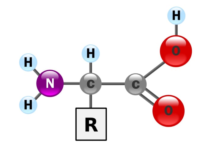This is a ball and stick diagram of an amino acid molecule. The R group is different in each type of amino acid.