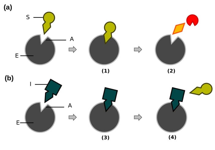 The lock and key theory of enzyme action