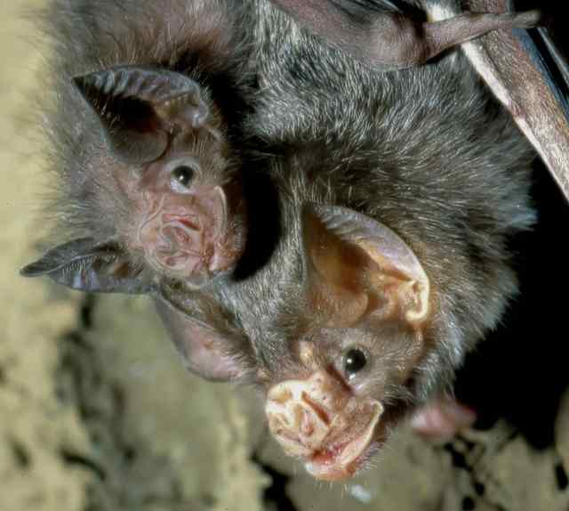 Vampire bats