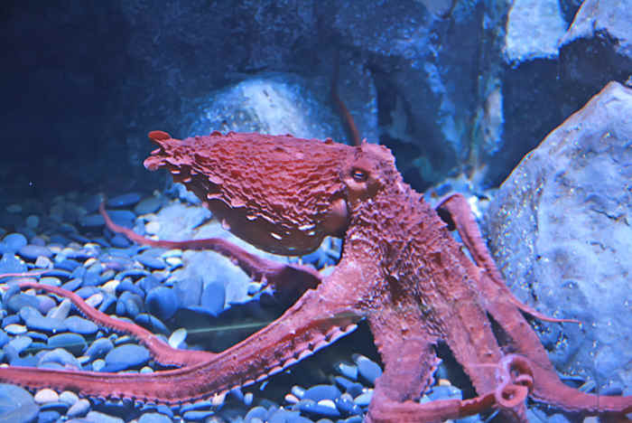 Red Octopus