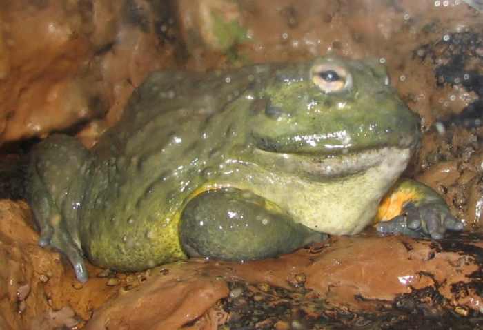 South African Bullfrog (Pyxicephalus adspersas)