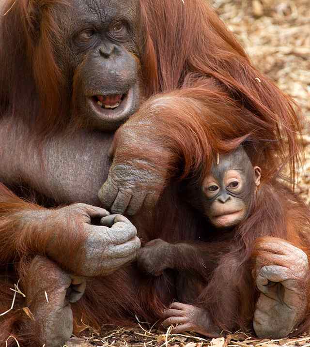 Orangutan mother and baby