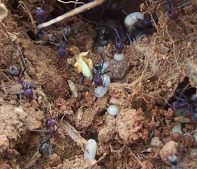 Ants caring for their eggs