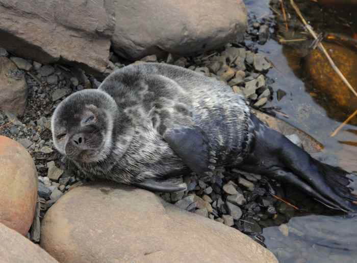 Young Ringed Seal   (Pusa hispida botnica)
