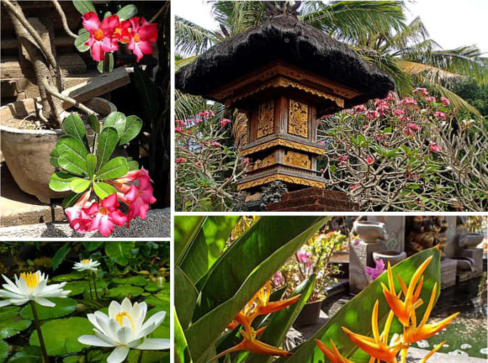 Above: A profusion of tropical flowers and exotic foliage can be seen in every Balinese garden.