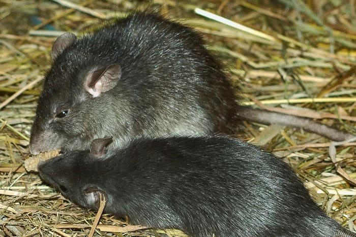These are black rats (Rattus rattus) in a zoo. Black rats are believed to have played an important role in the Black Death.