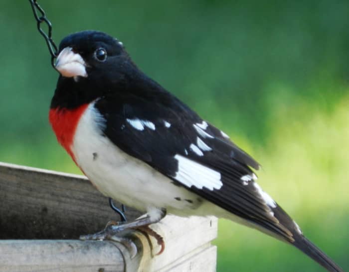 Rose-Breasted Grosbeak Facts, Pictures, and Migration - Owlcation