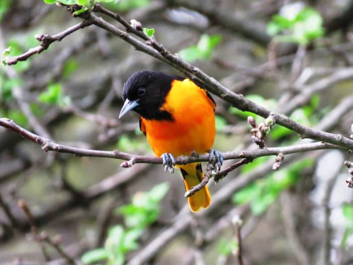 16 Common Songbirds of Pennsylvania - Owlcation