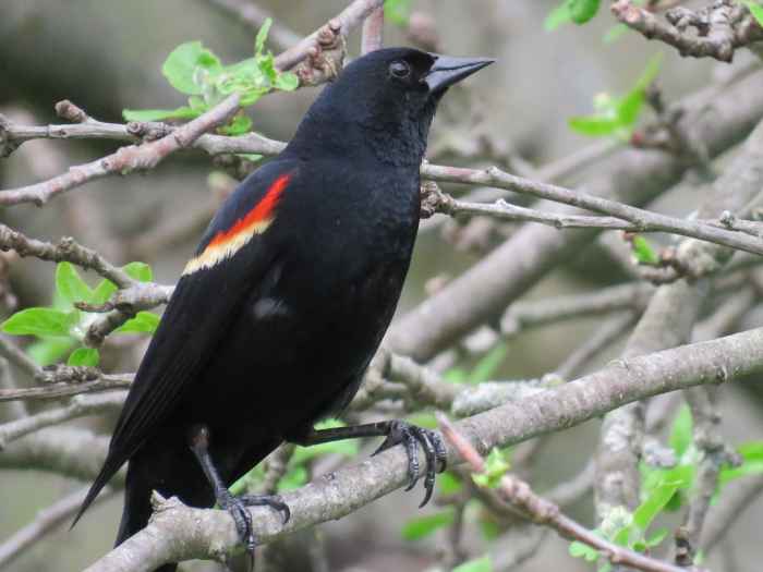 16 Common Songbirds of Pennsylvania Owlcation