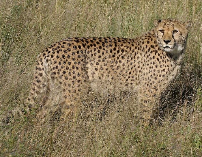 While once thought to be closely related to the African cheetah (pictured), Miracinonyx is now considered a seperate genus.