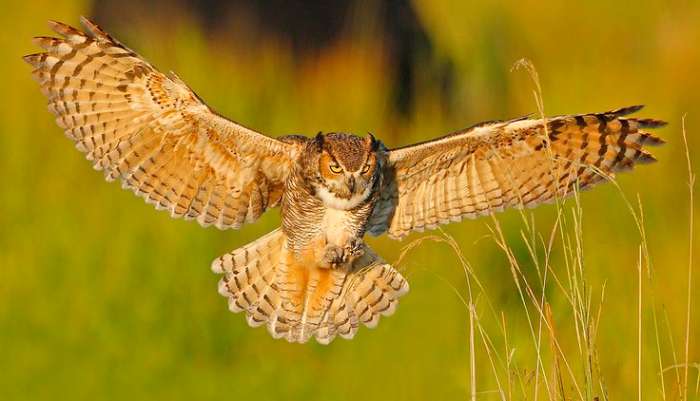 A beautiful great horned owl soaring through the air.