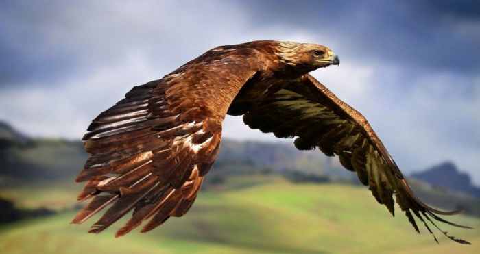 Golden eagles are the sworn enemies of great horned owls and their only true threat.