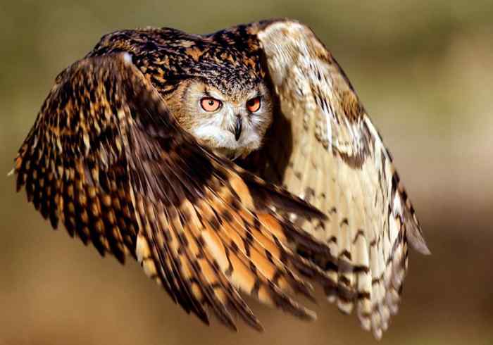 This is an amazing photo of a great horned owl in flight.
