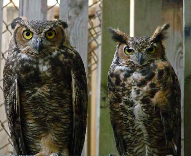 When it comes to great horned owls, the female is generally larger than the male.