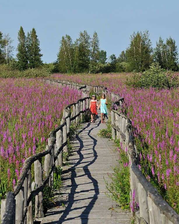 The invasive purple loosestrife dominates Cooper Marsh Conservation Area, near Cornwall, Ontario, having displaced native species. Photo by Silver Blaze, courtesy Wikimedia Commons.