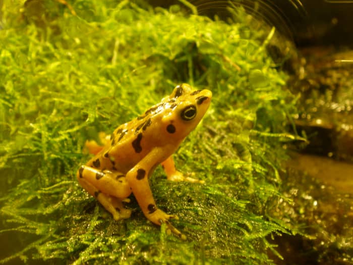 The Panamanian Golden Frog, Atelopus zelecki, at the National Zoo, 2011. Photo by sesamehoneytart, courtesy Wikimedia Commons.