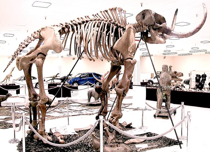 The most complete Mammut americium skeleton, the Burning Tree Mammoth, found 1989 in Heath, Ohio. Image courtesy Wikimedia Commons, manipulated by author.
