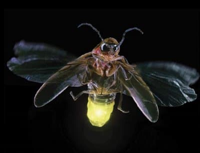The Ewe people located in the Volta Region of Ghana believe in a vampire who can take the form of a firefly.