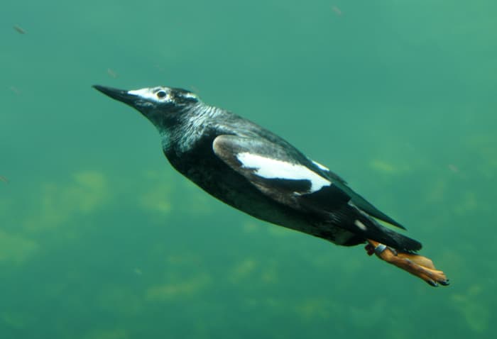Mediocre flyers at best, Guillemots make up for a lack of skill as aviators by excelling as graceful, skillful submariners.