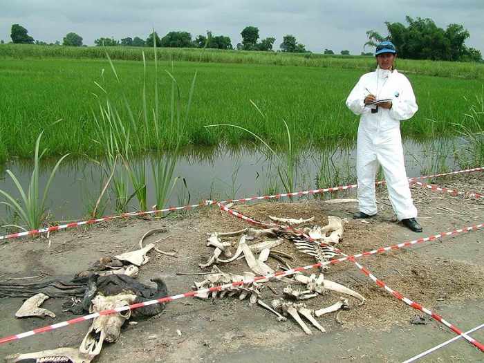 Studying decomposition in cattle, such as here in India, is helpful but the really useful science comes from working with human corpses.