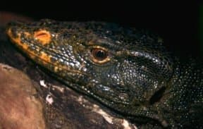 Gray's monitor, Varanus olivaceus