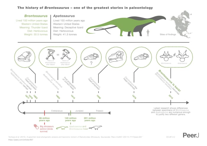 A history and comparison of Brontosaurus (in green) with Apatosaurus (in gray), by StudioAM and CC BY 4.0 from PeerJ.