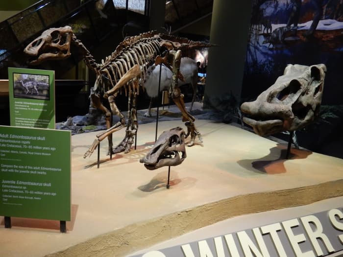 Skeleton of a juvenile Ugrunaaluk, the north-most known dinosaur, at the Perot Museum of Nature and Science in Dallas.
