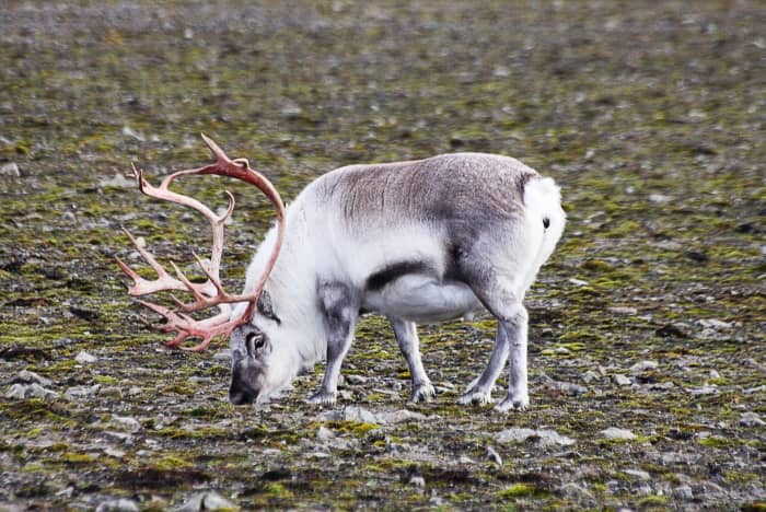 The reindeer has a variable appearance depending on its colour, body weight and the presence, absence, or developmental stage of the antlers.