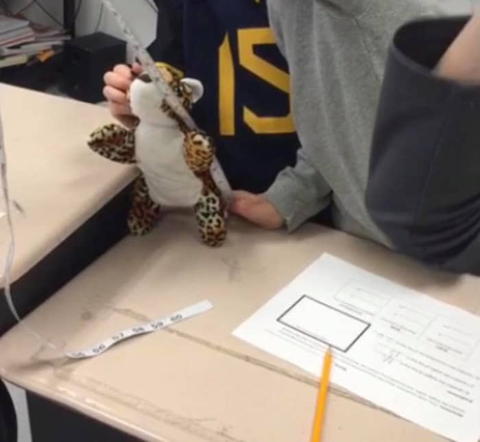 Students working together to decide if the animal's nose should count in the measurement. This lesson encourages problem solving.