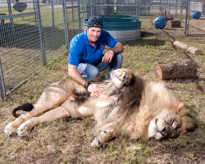 750-pound Masai weighed only one pound when he was born. Alexander bottle-fed the young lion because the cub's mother could not produce enough milk. At some point, Masai grew too big to live inside the Lacey home.