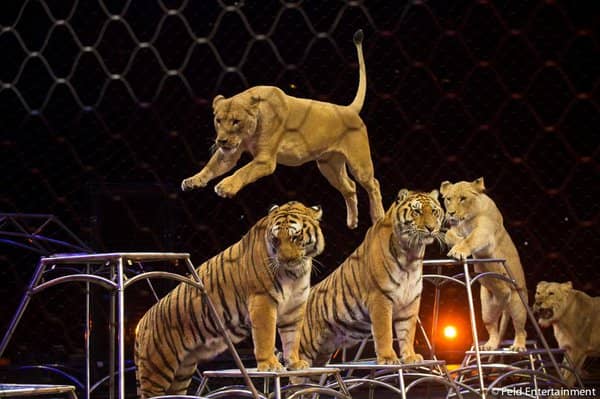 Tigers Max and Kashmere look pretty while the lionesses jump over them. Amber, Mali, Princess and Goldie love to jump and play!