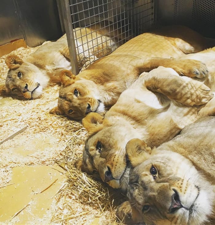 Amber, Mali, Princess and Goldie say goodnight!