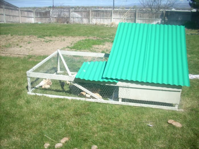 Some predators can get through chicken wire, but it worked for us. The primary predator of these young birds was a falcon.