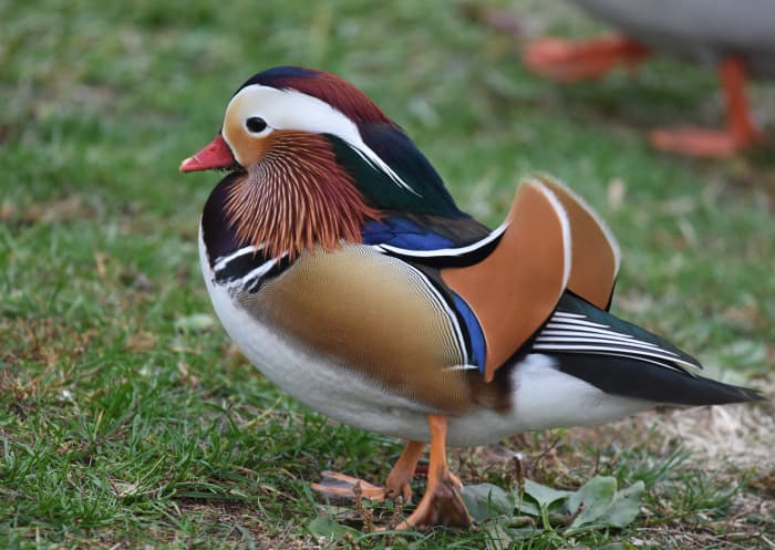 Mandarin ducks' remarkable coloration is accented by the stark divisions between the different areas of their bodies.