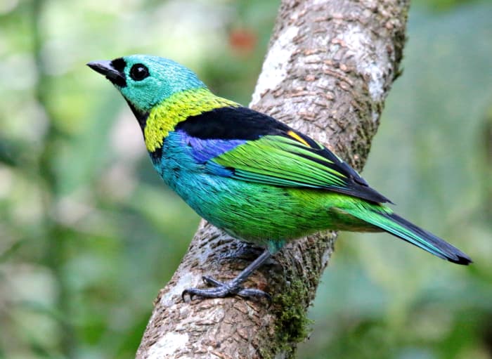 The World's 11 Most Beautiful Birds - Owlcation