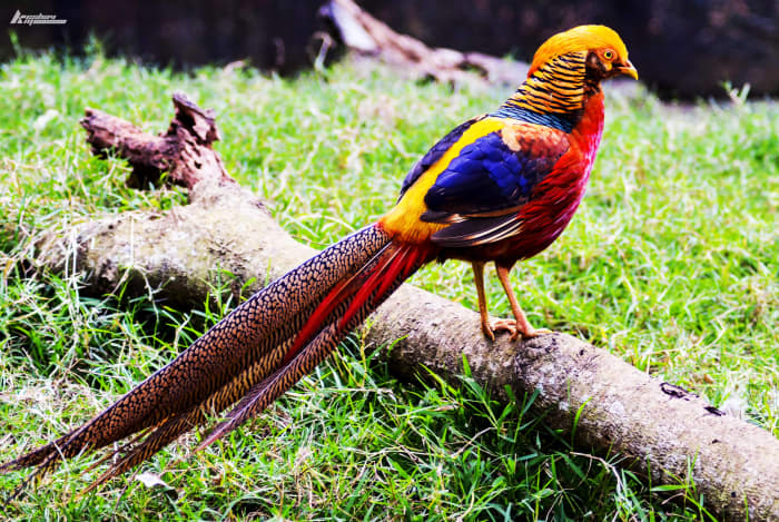Sporting a veritable cornucopia of color, the golden pheasant's plumage is punctuated with a slicked-back, blond "hairdo."