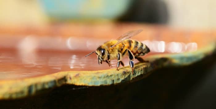A honey bee uses her tarsal claws to cling to the stone edge of a bird bath. Note the translucent wings.