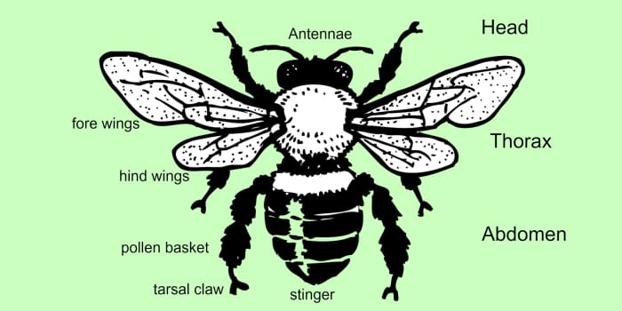 Honey Bee Anatomy: Hairy Eyeballs and Other Amazing Facts - Owlcation