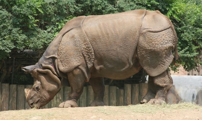 The Endangered Rhino: Threats and Conservation - Owlcation