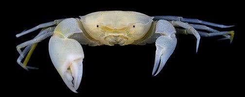 The Harry Potter Crab
