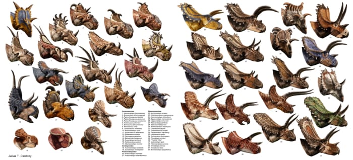 Known large ceratopsians as of 2013, by Julius Csotonyi. Avaceratops is number 15, the small blue one just above the second text column.