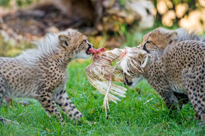 Do Cheetahs Hunt or Kill Humans? - Owlcation