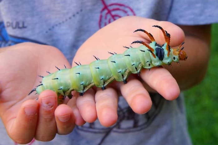 As you can see, a hickory horned devil caterpillar is huge, but it also has predators, which include birds (they are the primary food source for many birds), ladybird beetles, yellow jackets and human beings