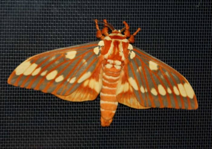 But, so is the regal moth with a wingspan of 4-6 inches (and, females are larger than males). They are common southward but rare northward. It is regarded as a threatened species in some areas